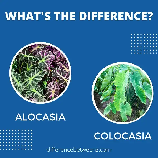 Difference between Alocasia and Colocasia