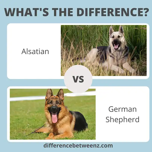 Difference between Alsatian and German Shepherd
