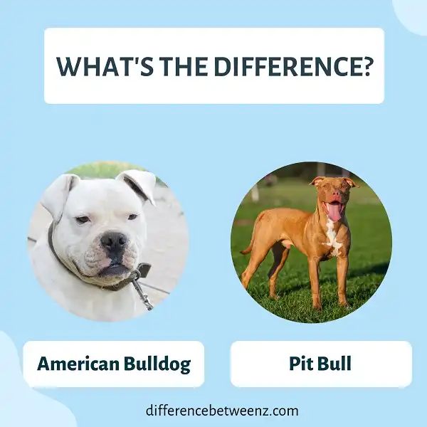 Difference between American Bulldog and Pit Bull