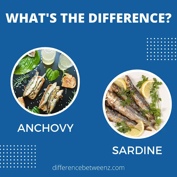 Difference between Anchovies and Sardines