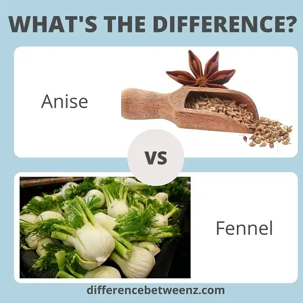Difference between Anise and Fennel