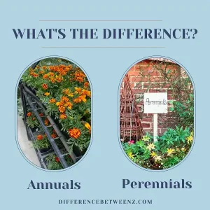 Difference between Annuals and Perennials