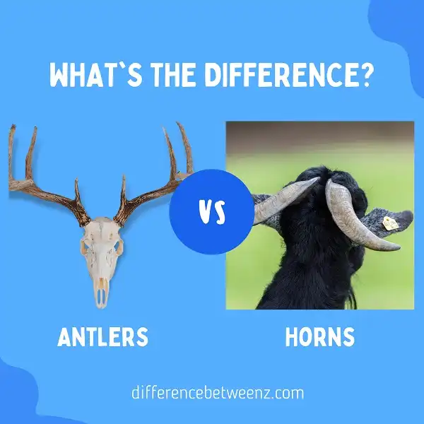 Difference between Antlers and Horns Difference Betweenz