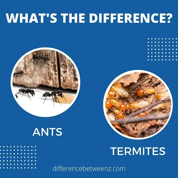 Difference between Ants and Termites