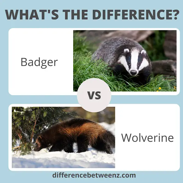 Difference between Badger and Wolverine