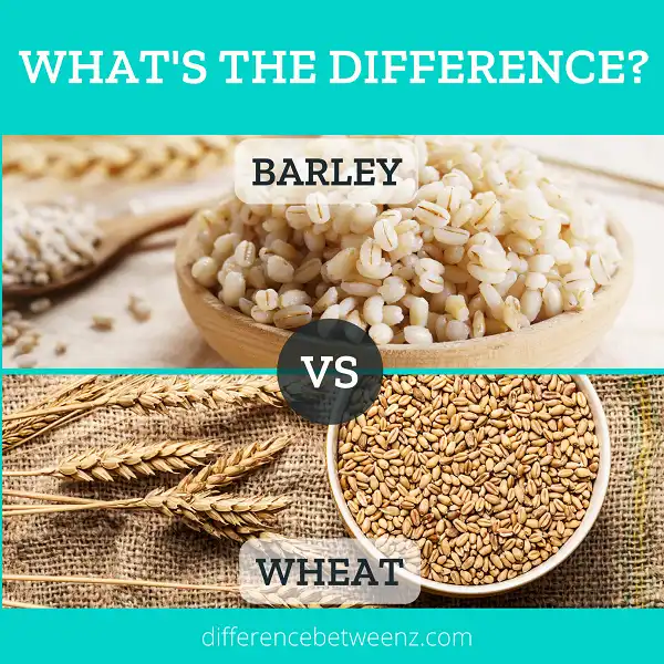 Difference between Barley and Wheat