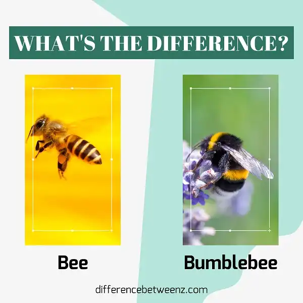 Difference between Bees and Bumblebees