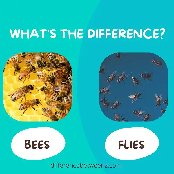 Difference between Bees and Flies