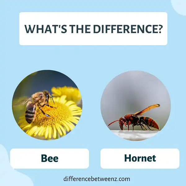 Difference between Bees and Hornets