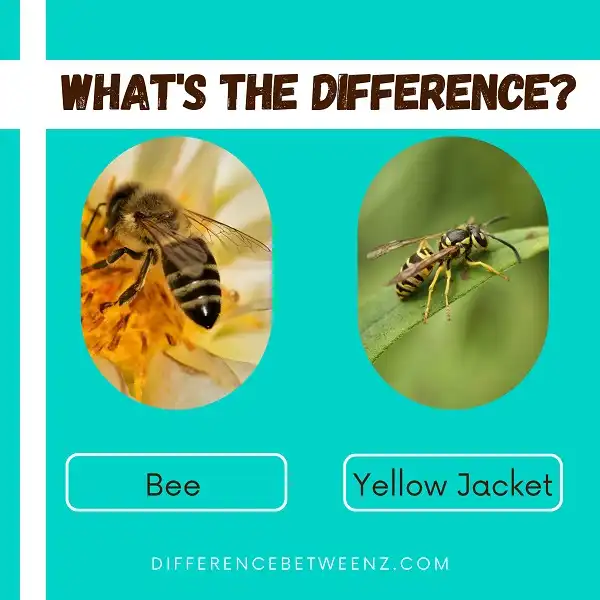 Difference between Bees and Yellow Jackets