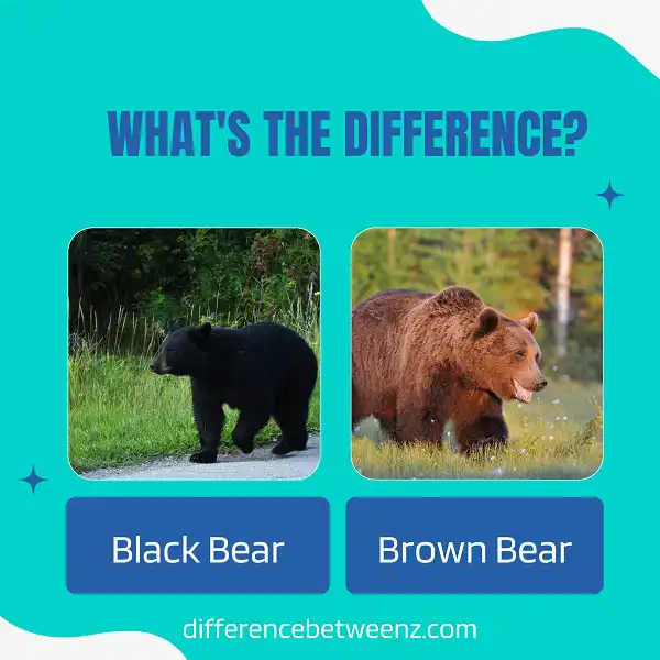 Difference between Black and Brown Bears