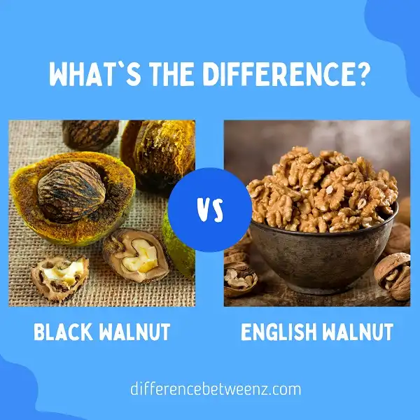 Difference between Black and English Walnuts