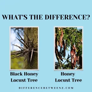 Difference between Black and Honey Locust Trees