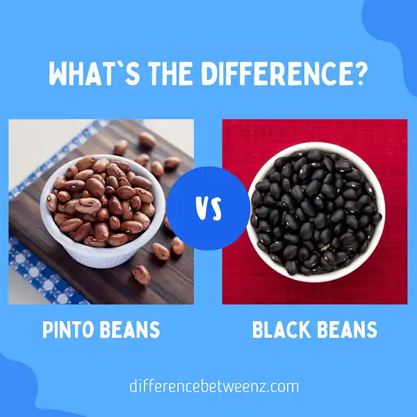 Difference between Black and Pinto Beans