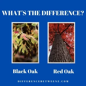 Difference between Black and Red Oak