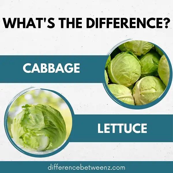 Difference between Cabbage and Lettuce