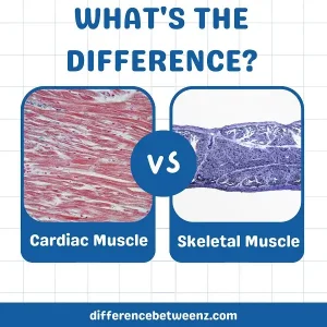Difference between Cardiac and Skeletal Muscle