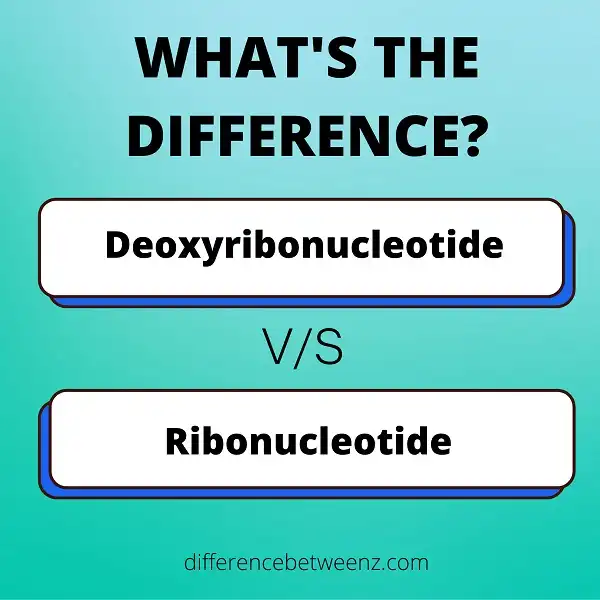 Difference between Deoxyribonucleotide and Ribonucleotide