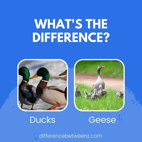 Difference between Ducks and Geese