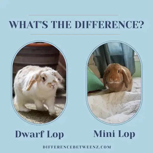 Difference between Dwarf Lop and Mini Lop