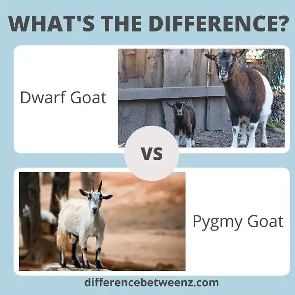 Difference between Dwarf and Pygmy Goats