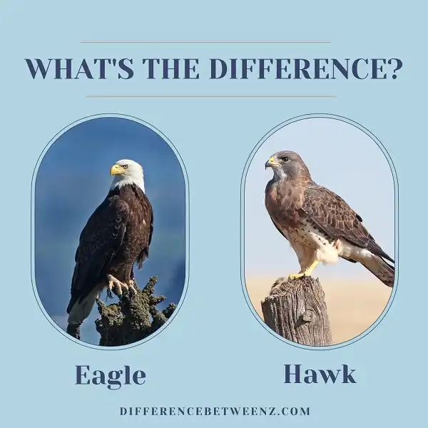 Difference between Eagle and Hawk