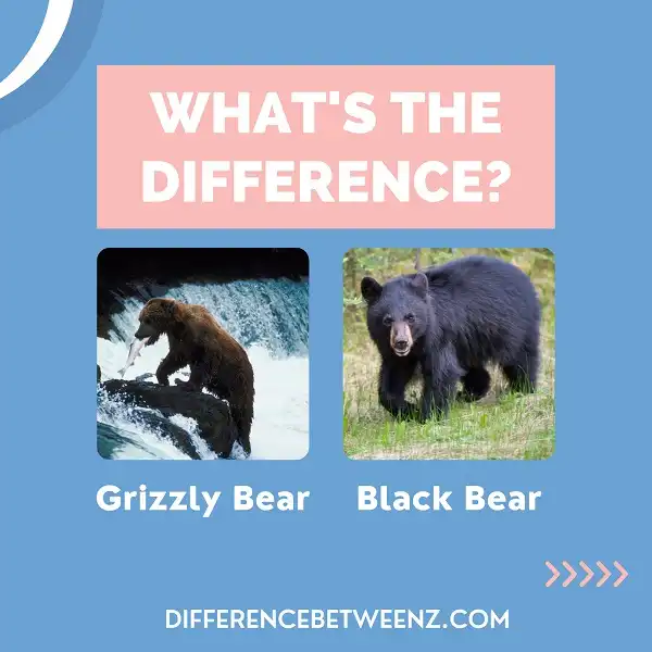 Difference between Grizzly and Black Bears
