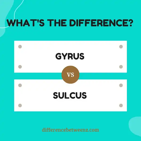 Difference between Gyrus and Sulcus
