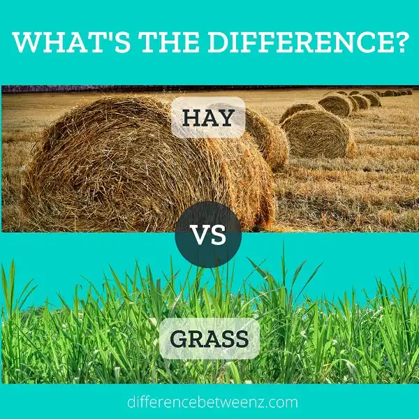 Difference between Hay and Grass