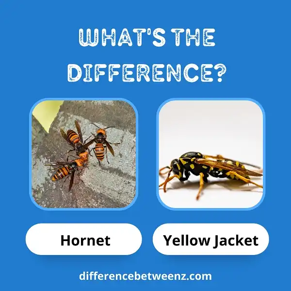 Difference between Hornets and Yellow Jackets