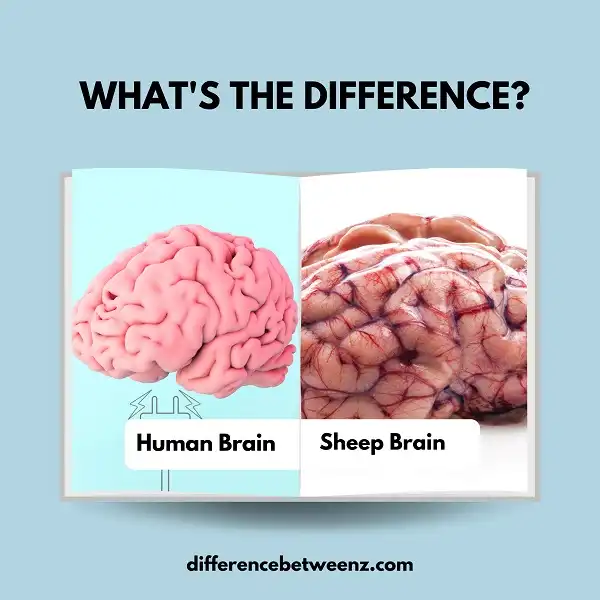 Difference between Human and Sheep Brain