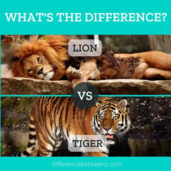 Difference between Lions and Tigers