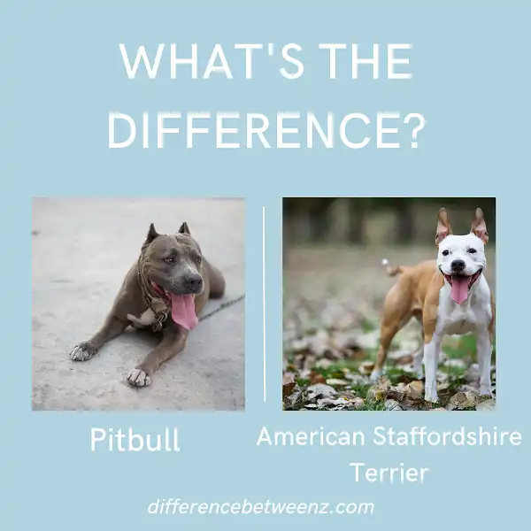 Difference between Pitbulls and American Staffordshire Terriers