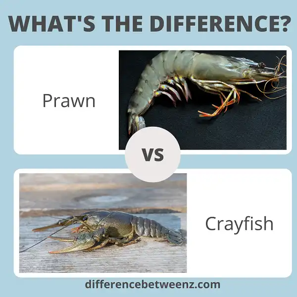 Difference between Prawn and Crayfish