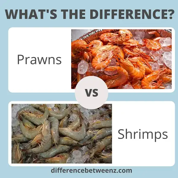 Difference between Prawns and Shrimps - Difference Betweenz