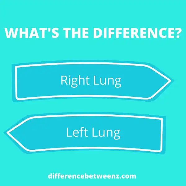 Difference between Right and Left Lung