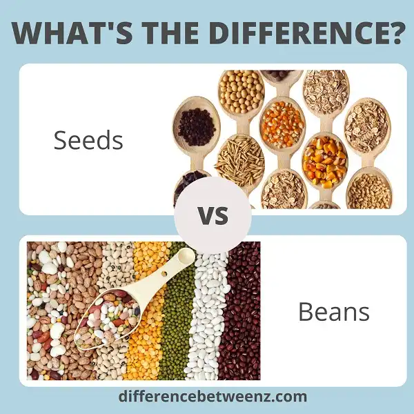 Difference between Seeds and Beans