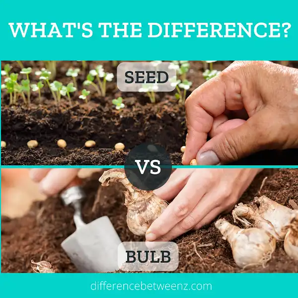 Difference between Seeds and Bulbs