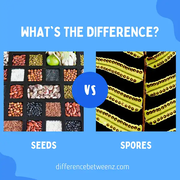 Difference between Seeds and Spores