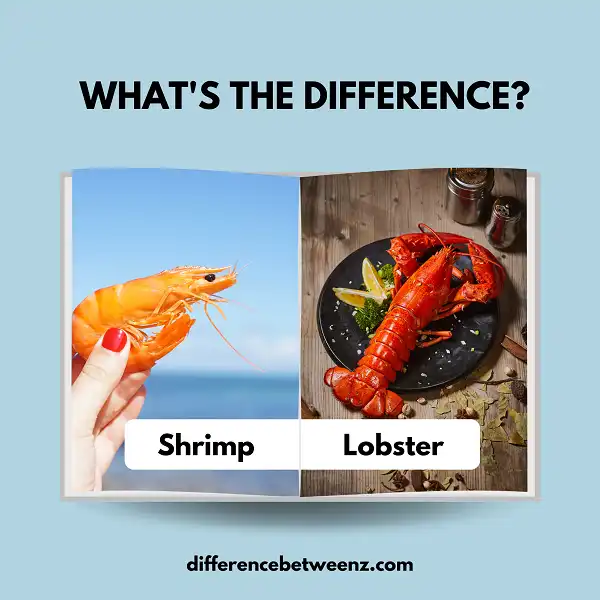 Difference between Shrimp and Lobster