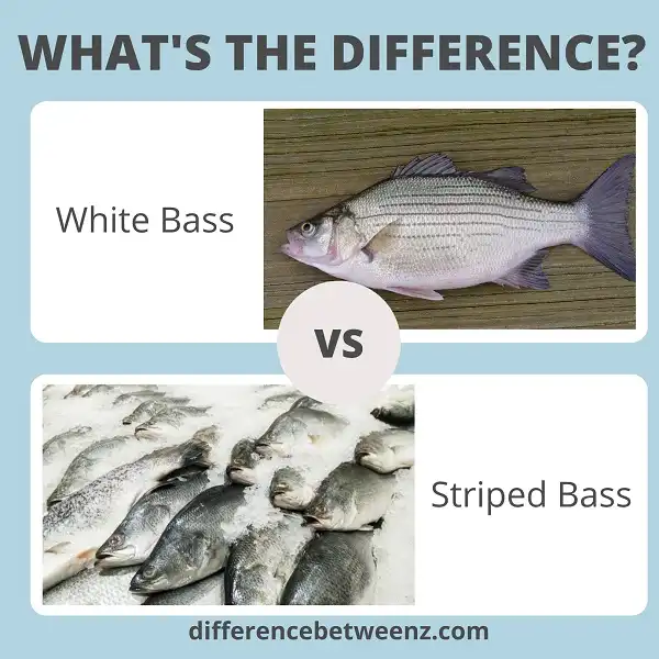 Difference between White Bass and Striped Bass