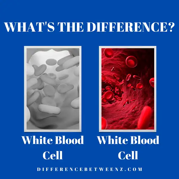 Difference between White and Red Blood Cells