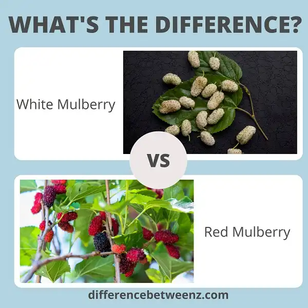 Difference between White and Red Mulberry