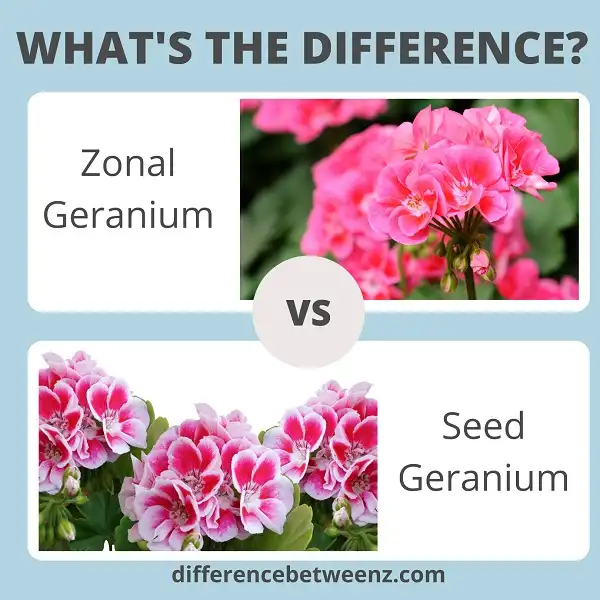 Difference between Zonal and Seed Geraniums