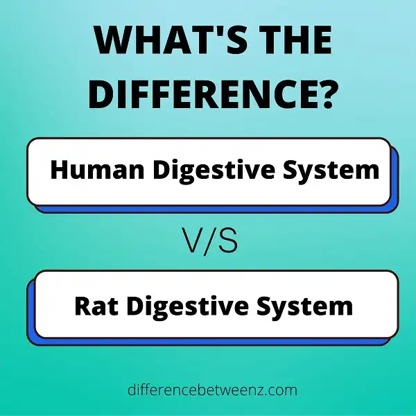 Difference between a Human Digestive System and a Rat Digestive System