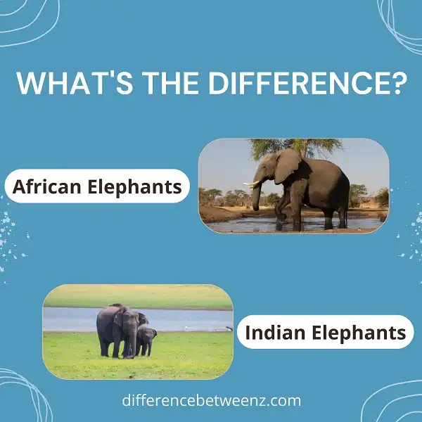 Difference between African and Indian Elephants