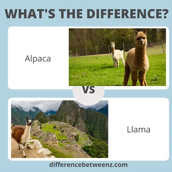 Difference between Alpaca and Llama