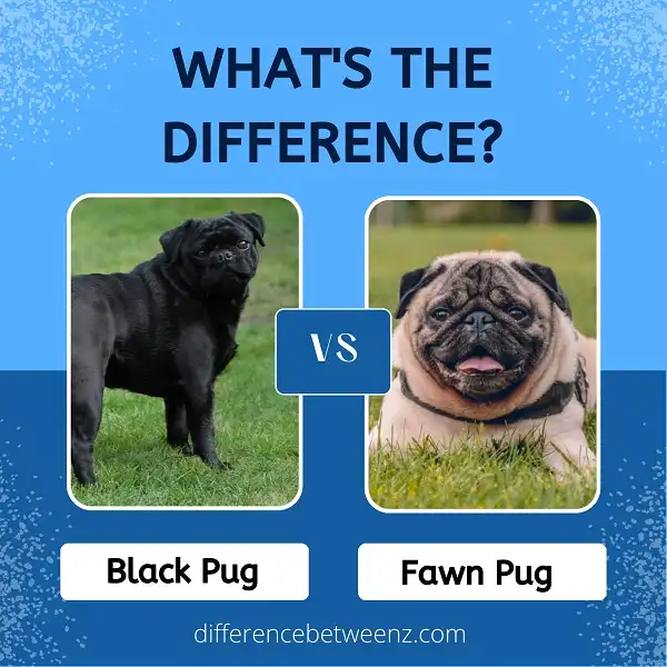 Difference between Black and Fawn Pugs