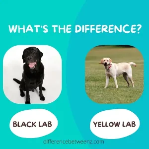 Difference between Black and Yellow Lab