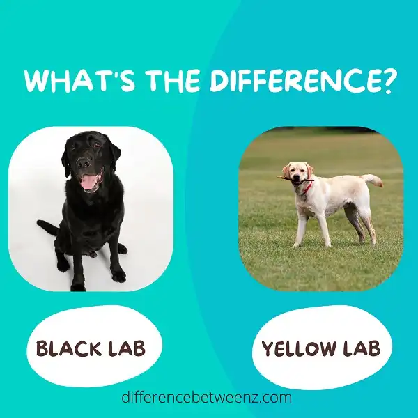 Difference between Black and Yellow Lab